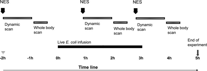 Repeated positron emission tomography tracing neutrophil elastase in a porcine intensive-care sepsis model.