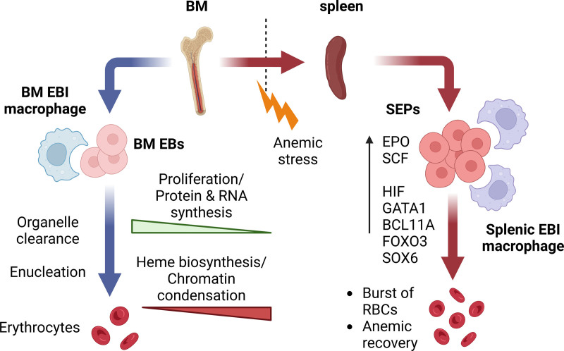 Microenvironmental dynamics in steady-state and stress erythropoiesis.