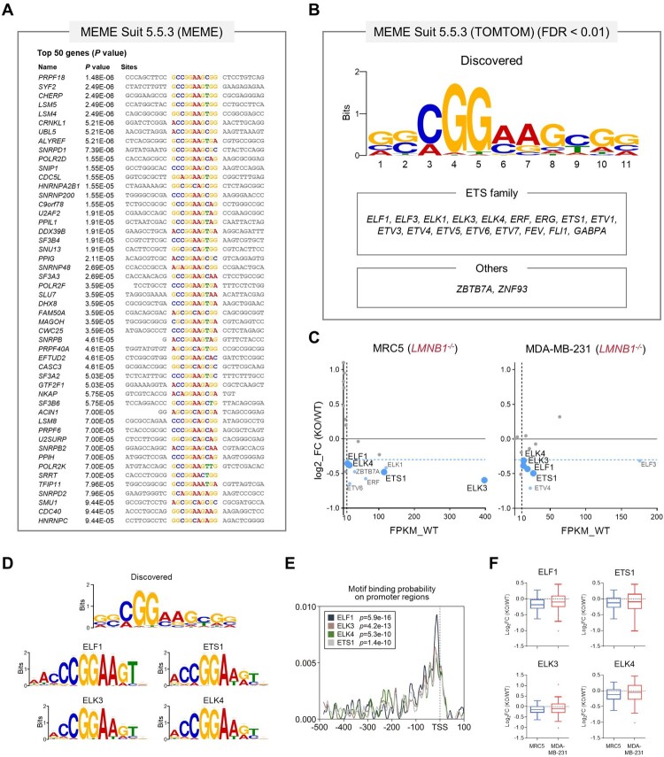 Lamin B1 regulates RNA splicing factor expression by modulating the spatial positioning and chromatin interactions of the <i>ETS1</i> gene locus.