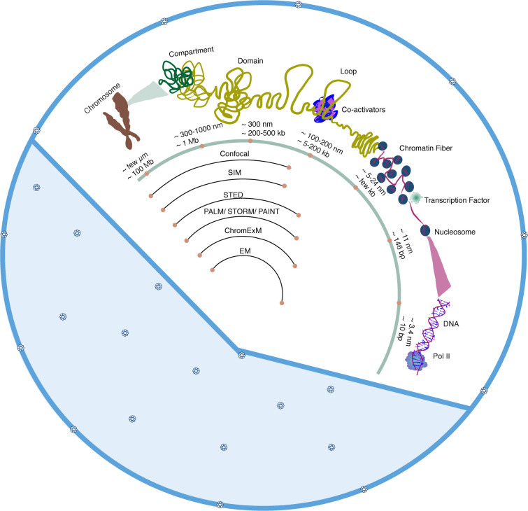 Microscopy methods for the in vivo study of nanoscale nuclear organization.