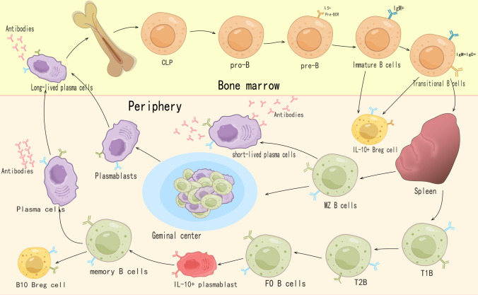 Revealing the role of regulatory b cells in cancer: development, function and treatment significance.