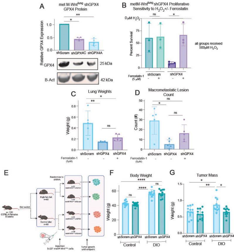 Glutathione peroxidase 4 (GPX4) and obesity interact to impact tumor progression and treatment response in triple negative breast cancer.