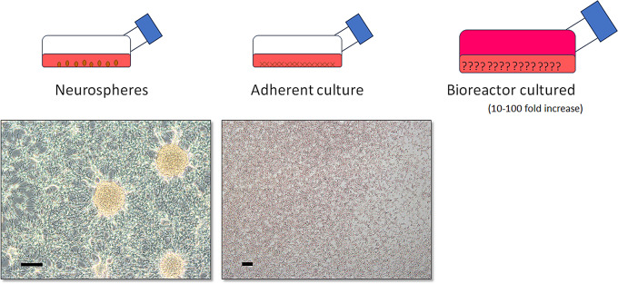 Neural progenitor cell-derived exosomes in ischemia/reperfusion injury in cardiomyoblasts.