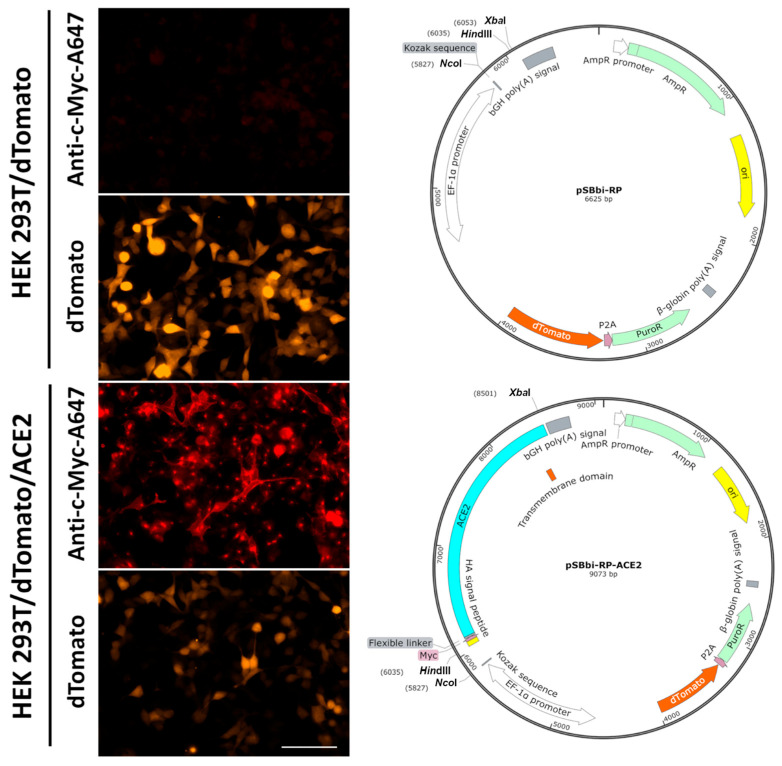 A Live-Cell Imaging-Based Fluorescent SARS-CoV-2 Neutralization Assay by Antibody-Mediated Blockage of Receptor Binding Domain-ACE2 Interaction.