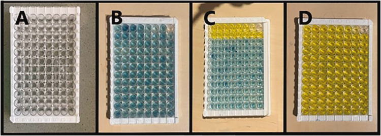 An overview of ELISA: a review and update on best laboratory practices for quantifying peptides and proteins in biological fluids.