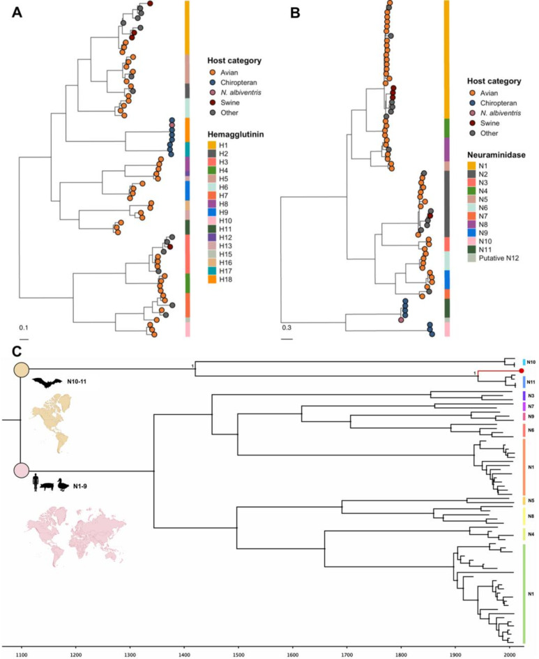 Genomics of novel influenza A virus (H18N12) in bats, Caribe Colombia.
