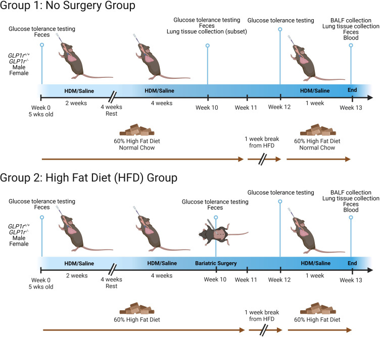 Glucagon-Like Peptide 1 Receptor (<i>Glp1r</i>) Deficiency Does Not Appreciably Alter Airway Inflammation or Gut-Lung Microbiome Axis in a Mouse Model of Obese Allergic Airways Disease and Bariatric Surgery.