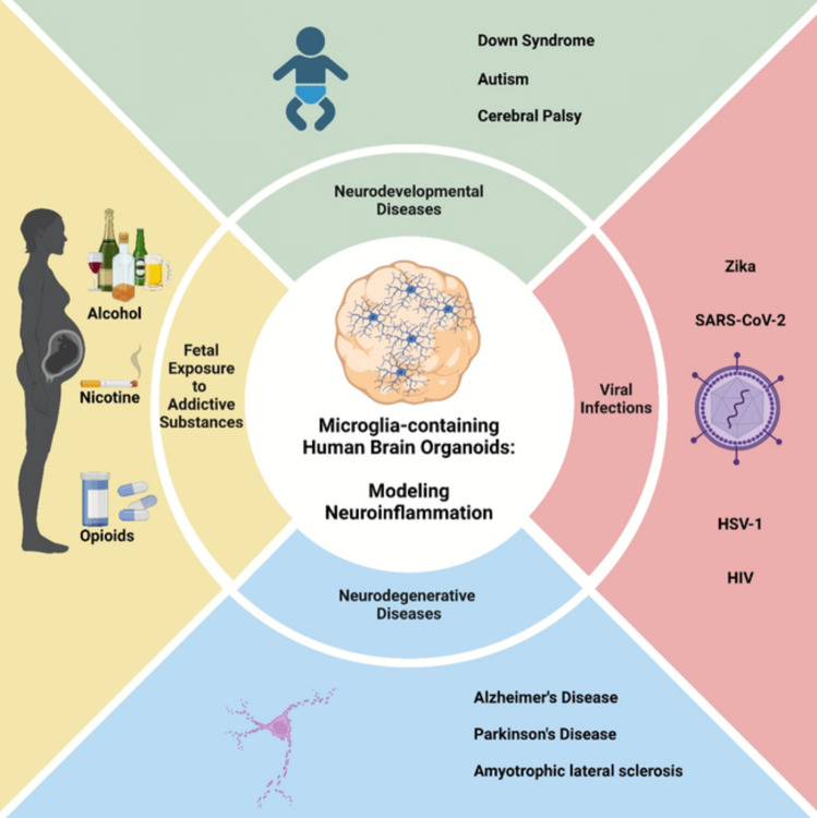 A Comprehensive Review on Utilizing Human Brain Organoids to Study Neuroinflammation in Neurological Disorders.