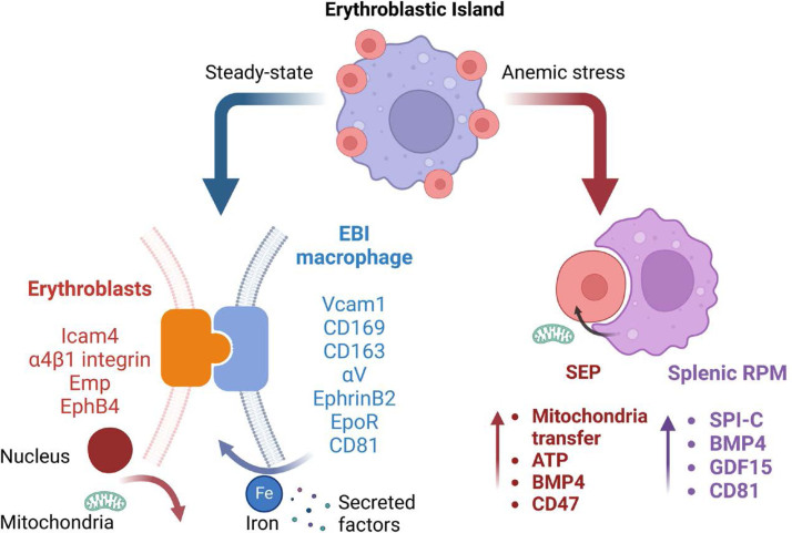 Microenvironmental dynamics in steady-state and stress erythropoiesis.