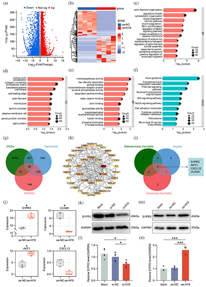 Transplantation of engineered endothelial progenitor cells with H19 overexpression promotes arterial reendothelialization and inhibits neointimal hyperplasia.