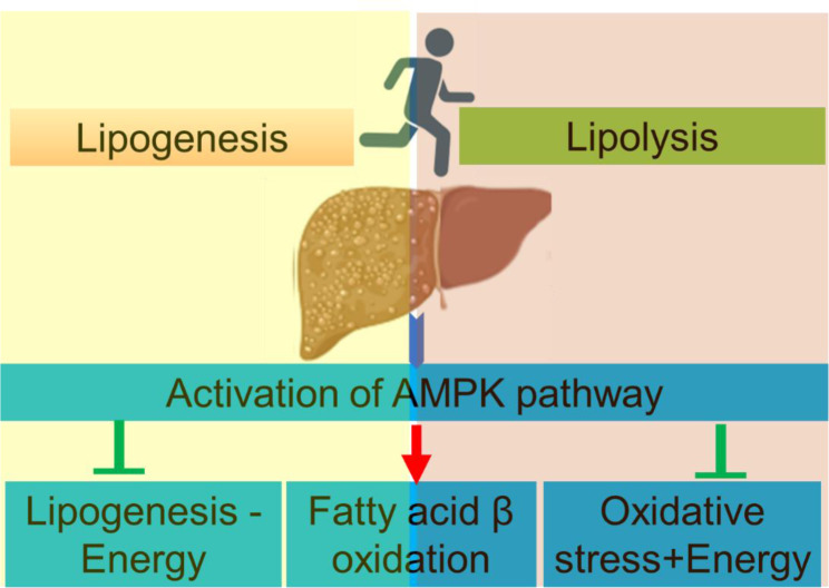 Mechanisms underpinning the effect of exercise on the non-alcoholic fatty liver disease: review.