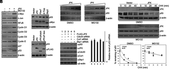 Correction for Sun et al., JFK, a Kelch domain-containing F-box protein, links the SCF complex to p53 regulation.