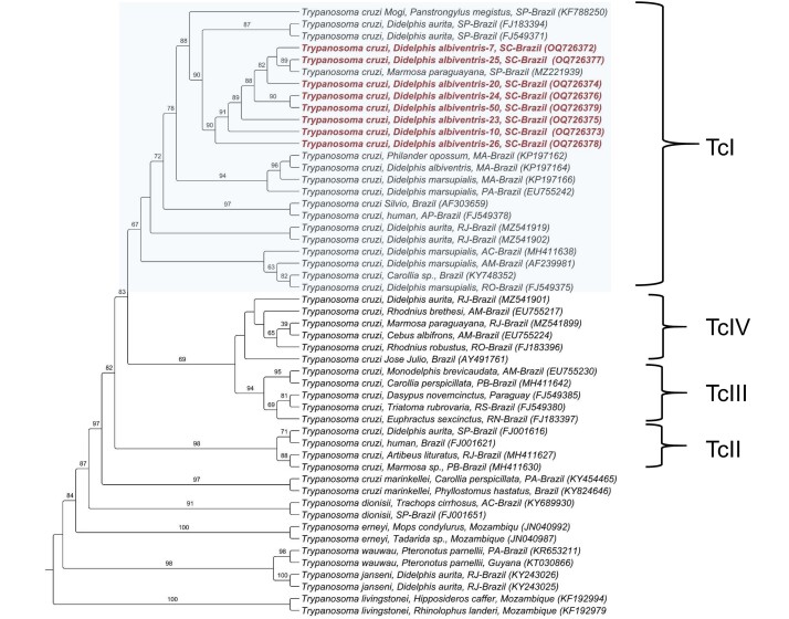 Detection of Trypanosoma cruzi in white-eared opossums (Didelphis albiventris) from Canoinhas, Santa Catarina State, Brazil1.