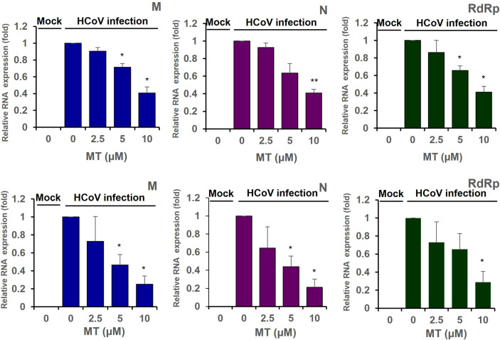 Matairesinol Treatment Interferes with the Replication of Coronavirus.