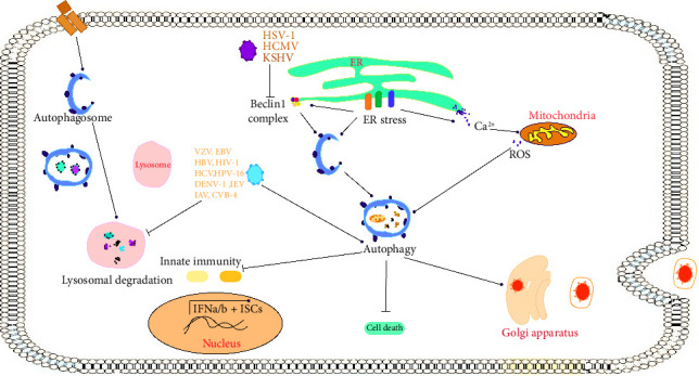 The Interplay Between Viral Infection and Cell Death: A Ping-Pong Effect.