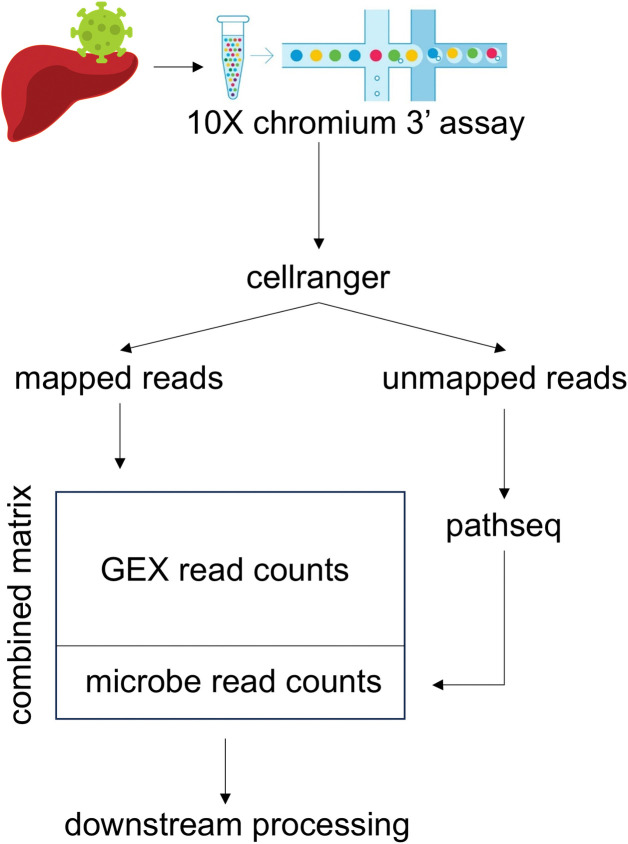 Detection of hepatitis B virus mRNA from single cell RNA sequencing data without prior knowledge.