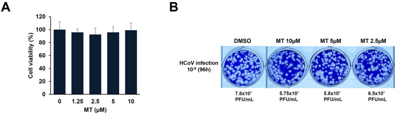 Matairesinol Treatment Interferes with the Replication of Coronavirus.