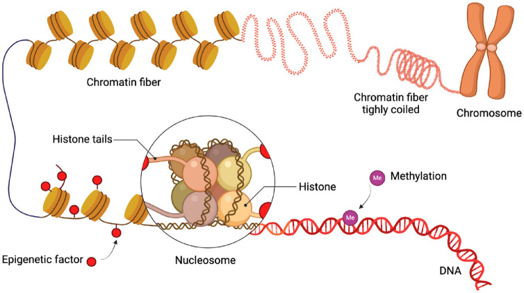 DNA and RNA Methylation in Periodontal and Peri-implant Diseases.