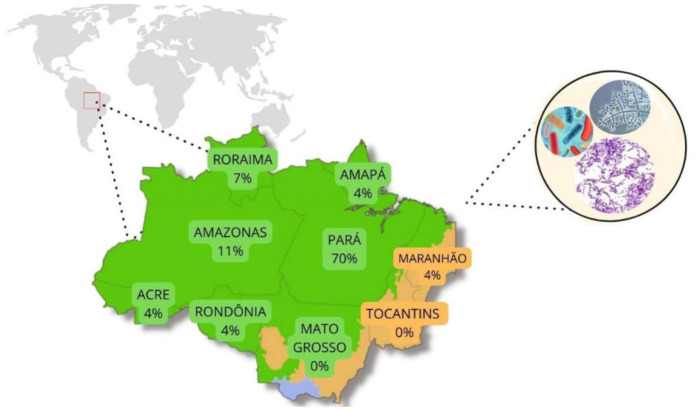 Brazilian Amazonian microorganisms: A sustainable alternative for plant development.