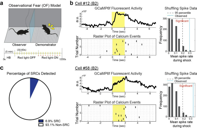 Roles of mediodorsal thalamus in observational fear-related neural activity in mouse anterior cingulate cortex.