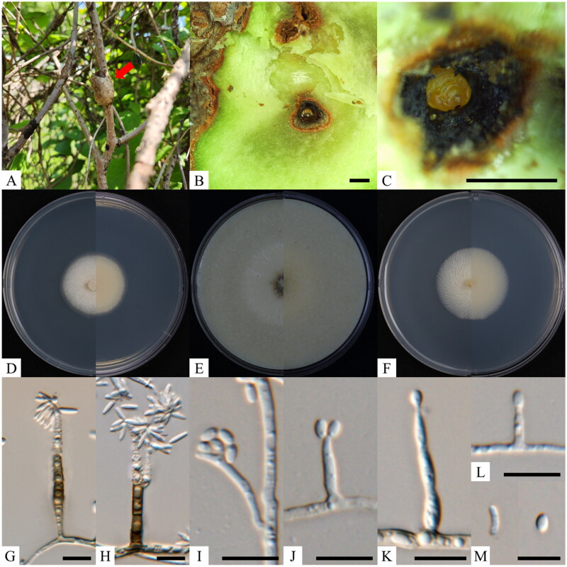A Novel <i>Phaeoacremonium</i> Species Isolated from Galls on the Chinese Magnolia-Vine (<i>Schisandra chinensis</i>) in Korea.