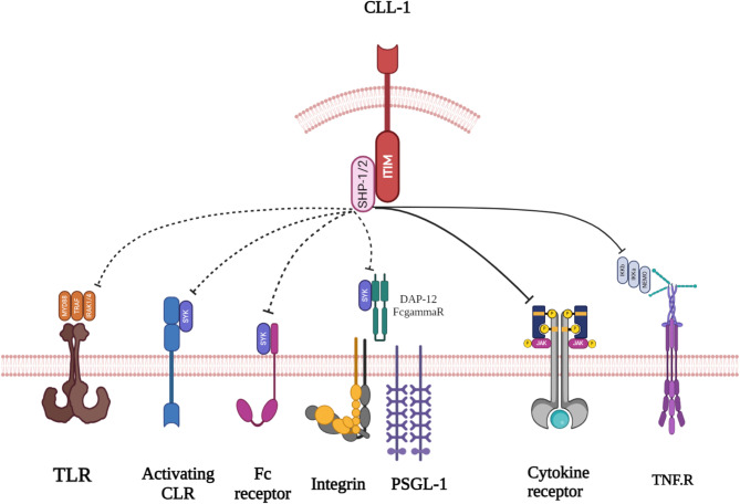 Unveiling the potential of CLL-1: a promising target for AML therapy.