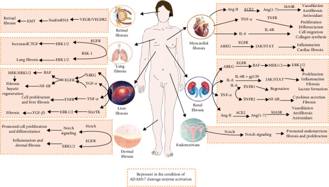 Progress of ADAM17 in Fibrosis-Related Diseases.