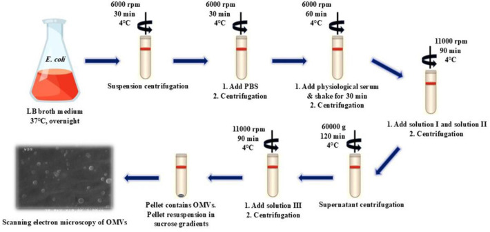 Characterization of <i>Escherichia coli</i> outer membrane vesicles and the impact of pathogenic ones on NLR signaling pathways.