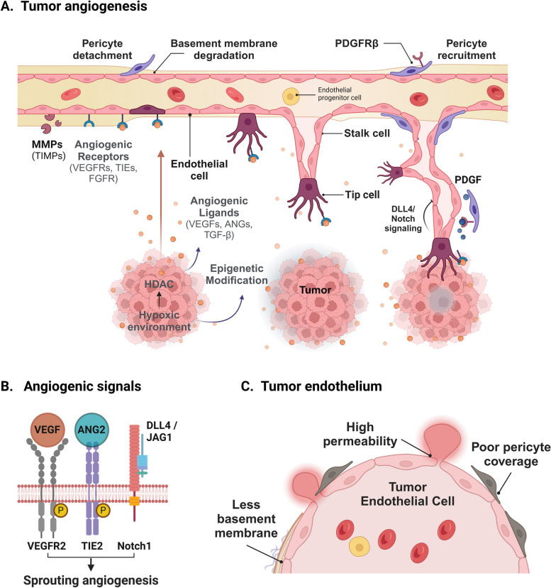 Epigenetic regulation of angiogenesis and its therapeutics.