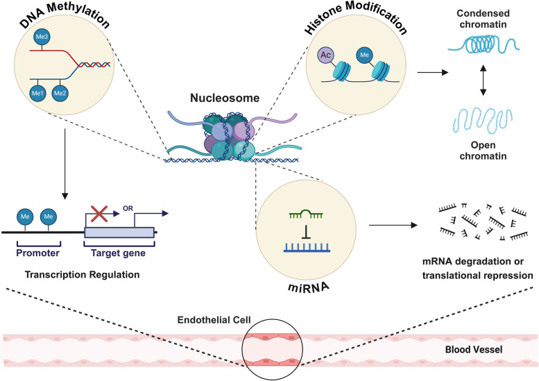 Epigenetic regulation of angiogenesis and its therapeutics.