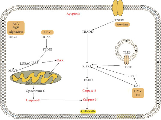 The Interplay Between Viral Infection and Cell Death: A Ping-Pong Effect.