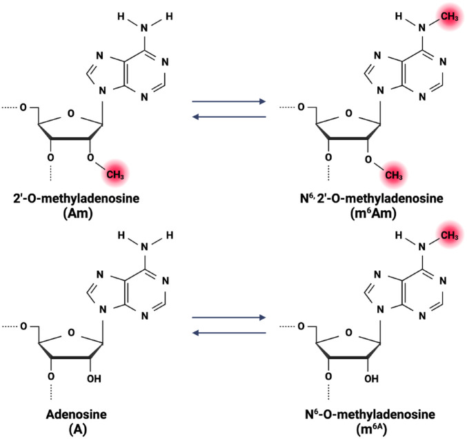 DNA and RNA Methylation in Periodontal and Peri-implant Diseases.