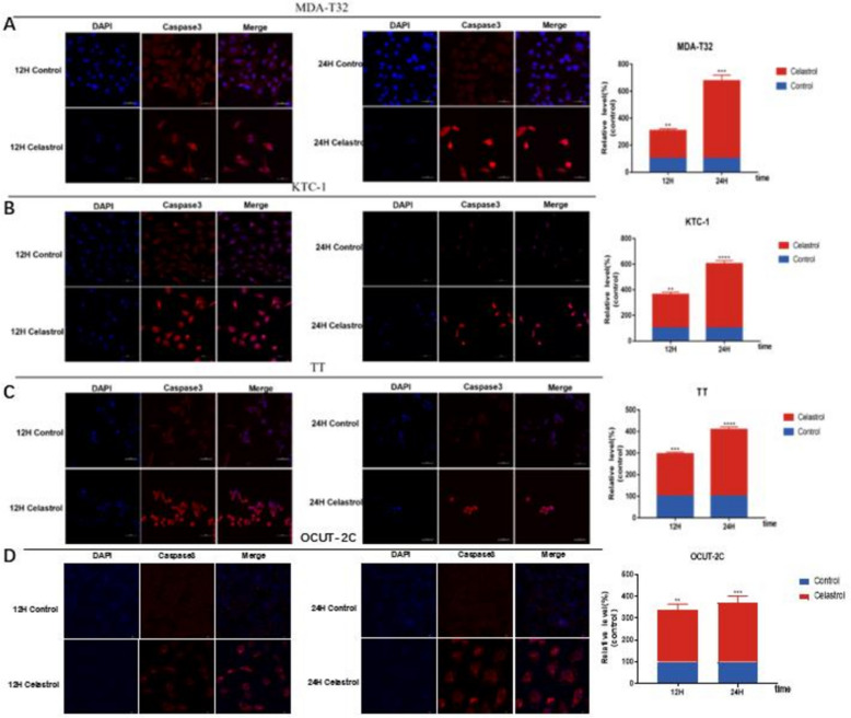 Celastrol promotes apoptotic cell death in thyroid cancer cells through a caspases-dependent pathway.