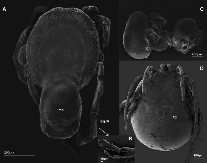 Behavioral evidence suggests the presence of a female-emitted sex pheromone in the water mite species, Arrenurus globator (O. F. Muller, 1776) (Acari: Hydrachnida; Arrenuridae).