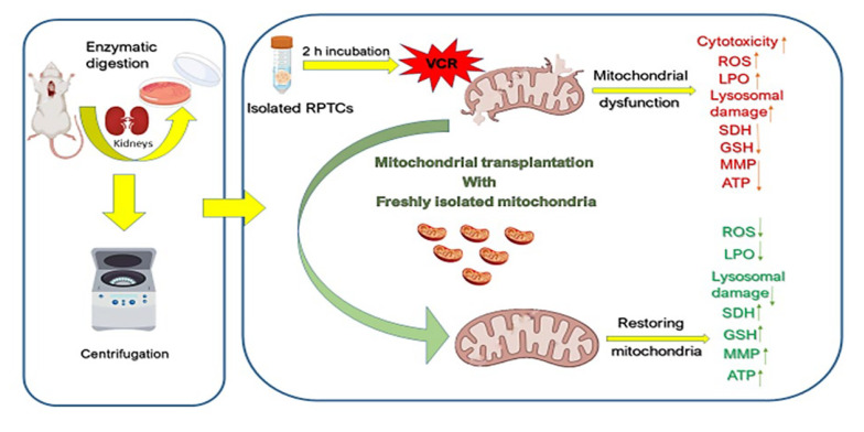 The Protective Effects of Mitochondrial Therapy Against Vincristine- Induced Nephrotoxicity in the Rat's Renal Proximal Tubular Cells.
