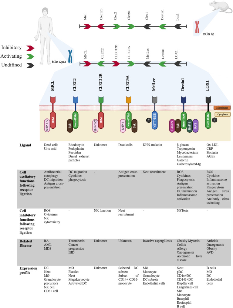 Unveiling the potential of CLL-1: a promising target for AML therapy.