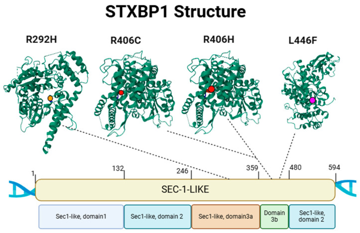 STXBP1 Syndrome: Biotechnological Advances, Challenges, and Perspectives in Gene Therapy, Experimental Models, and Translational Research.