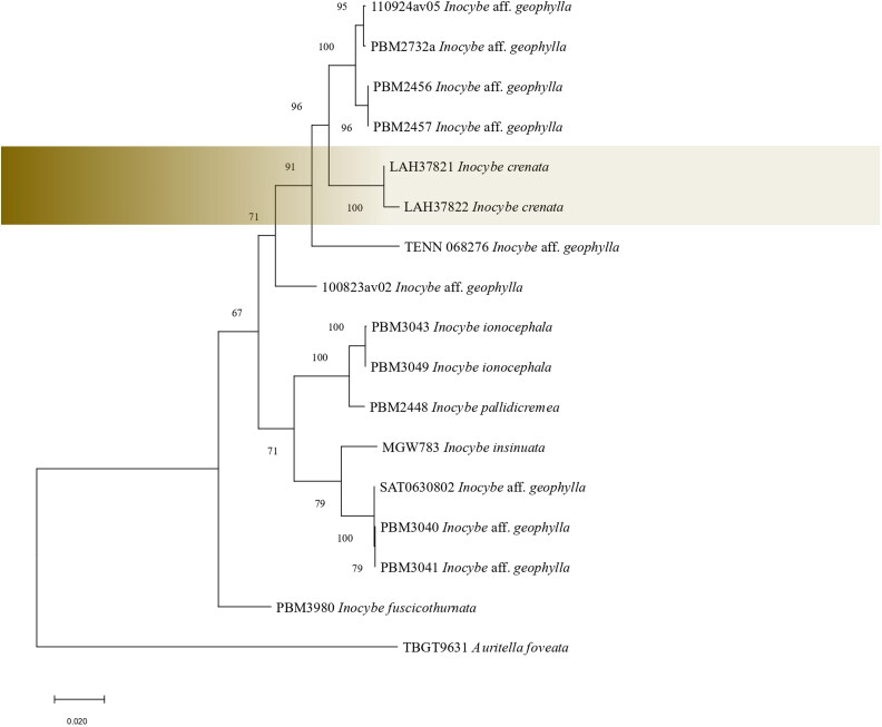 <i>Inocybe crenata</i> sp. nov. (subsec. <i>Geophyllinae</i>, sect. <i>Tardae</i>) from Conifer Dominated Forests of Pakistan.