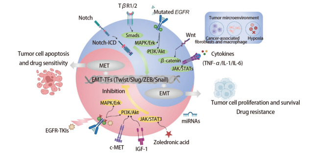 [Epithelial-mesenchymal Transition: Biological Basis and Clinical Prospects  of Lung Cancer Invasion, Metastasis, and Drug Resistance].