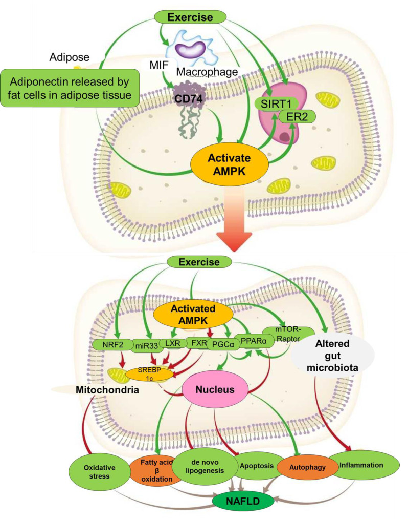 Mechanisms underpinning the effect of exercise on the non-alcoholic fatty liver disease: review.