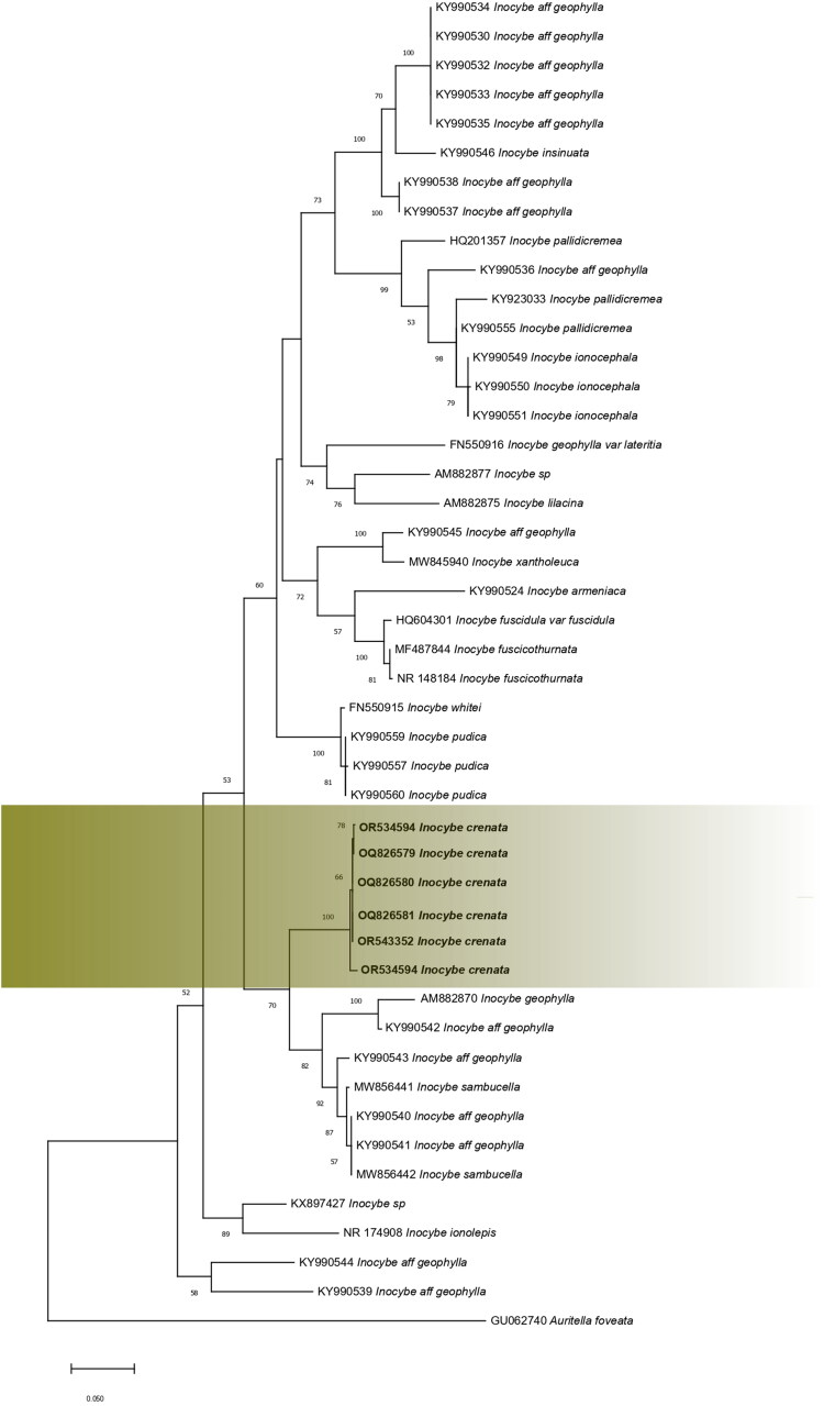 <i>Inocybe crenata</i> sp. nov. (subsec. <i>Geophyllinae</i>, sect. <i>Tardae</i>) from Conifer Dominated Forests of Pakistan.