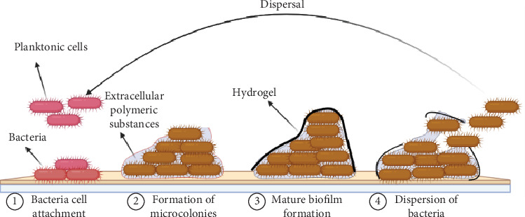 Green Nanotechnology: Naturally Sourced Nanoparticles as Antibiofilm and Antivirulence Agents Against Infectious Diseases.