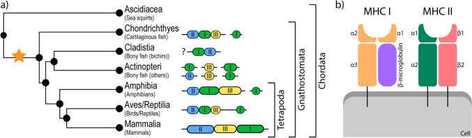 The Amphibian Major Histocompatibility Complex-A Review and Future Outlook.