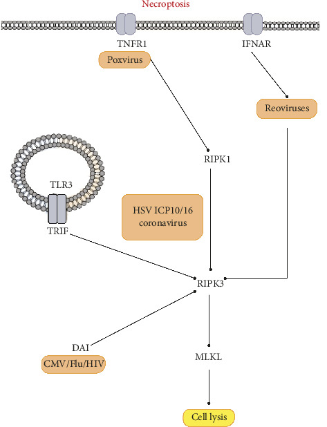 The Interplay Between Viral Infection and Cell Death: A Ping-Pong Effect.