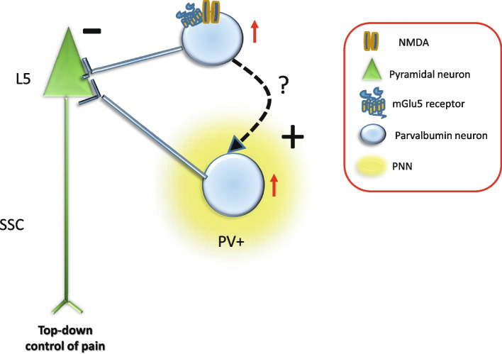 A type-5 metabotropic glutamate receptor-perineuronal net axis shapes the function of cortical GABAergic interneurons in chronic pain.