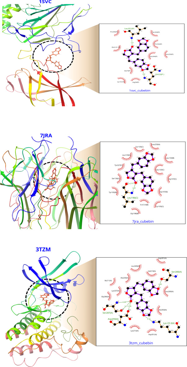 Effect of cubebin against streptozotocin-induced diabetic nephropathy rats via inhibition TNF-α/NF-κB/TGF-β: in vivo and in silico study.