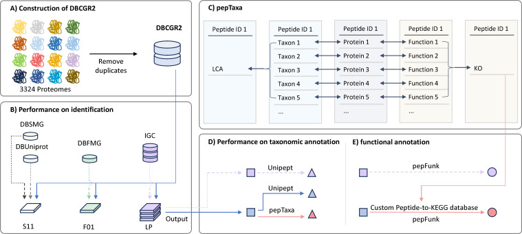Cultivated genome references for protein database construction and high-resolution taxonomic annotation in metaproteomics.