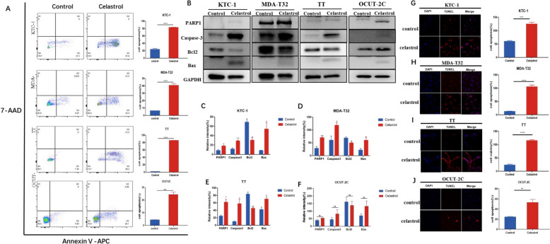 Celastrol promotes apoptotic cell death in thyroid cancer cells through a caspases-dependent pathway.