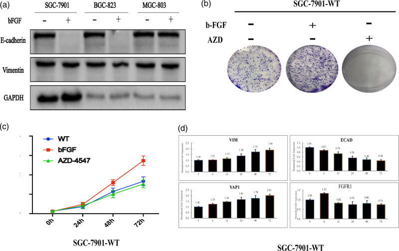 aYAP1-2 contributes to bFGF-induced proliferation In gastric cancer.
