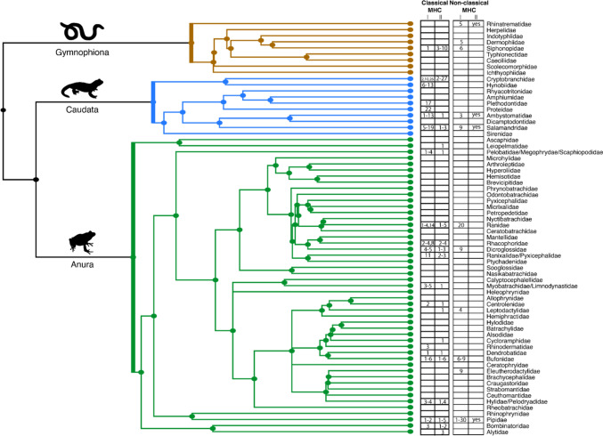 The Amphibian Major Histocompatibility Complex-A Review and Future Outlook.